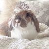 bunnyfrosting
